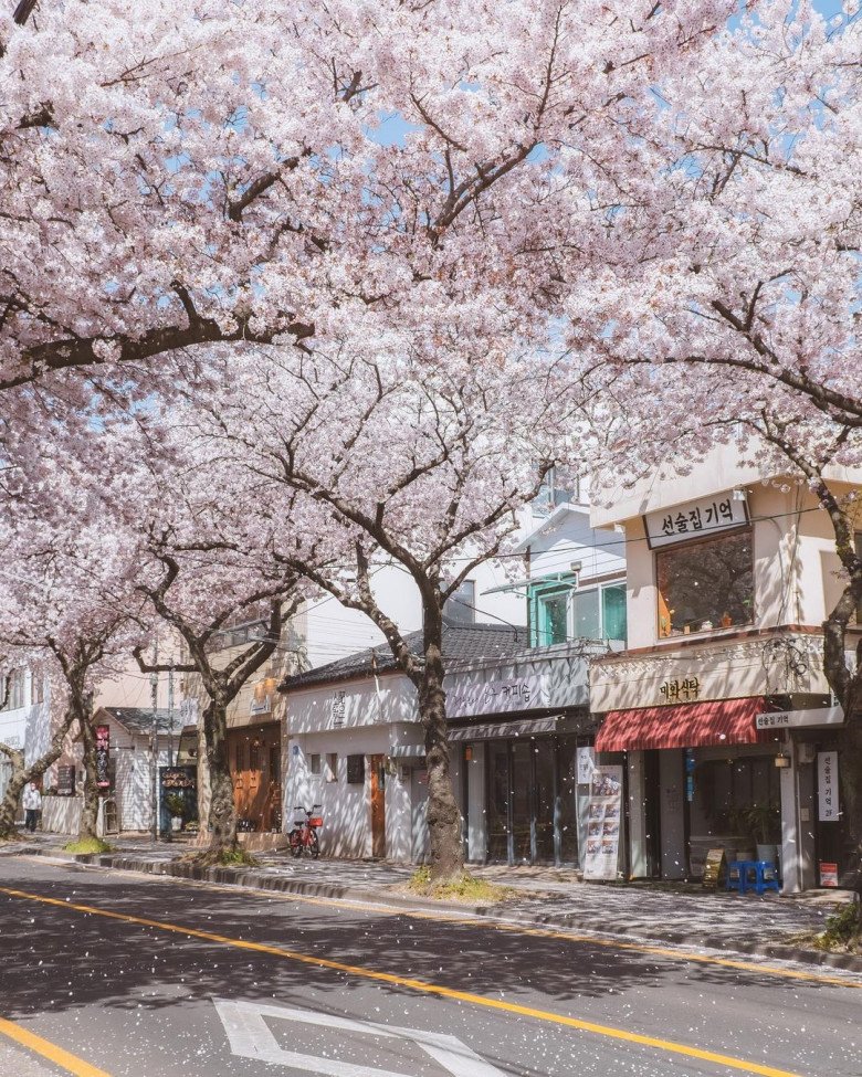 Những địa điểm ngắm hoa anh đào cực ảo diệu ở Hàn Quốc