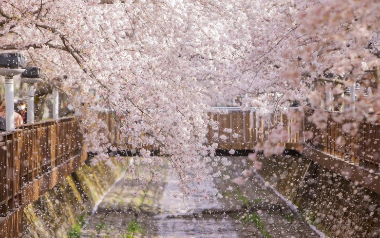 Những địa điểm ngắm hoa anh đào cực ảo diệu ở Hàn Quốc