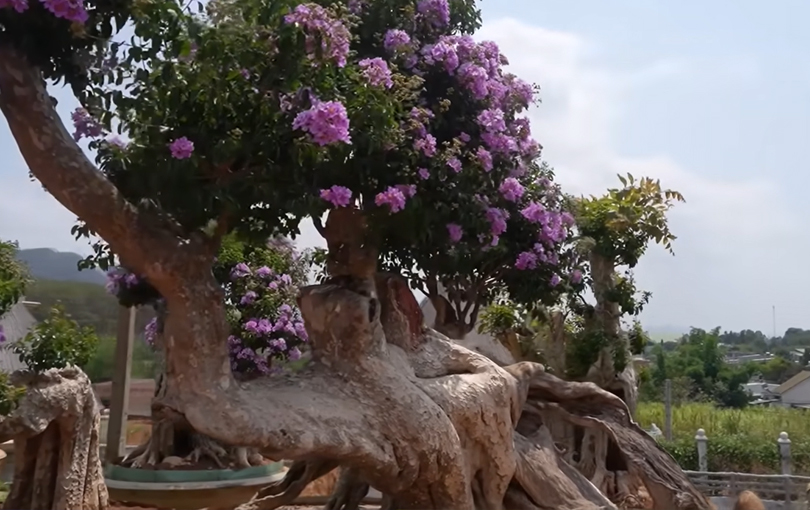 Đại gia sở hữu vườn bonsai bằng lăng "độc nhất vô nhị" tại Việt Nam, có người trả 1,2 tỷ/chậu nhưng quyết không bán