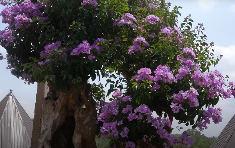 Đại gia sở hữu vườn bonsai bằng lăng "độc nhất vô nhị" tại Việt Nam, có người trả 1,2 tỷ/chậu nhưng quyết không bán