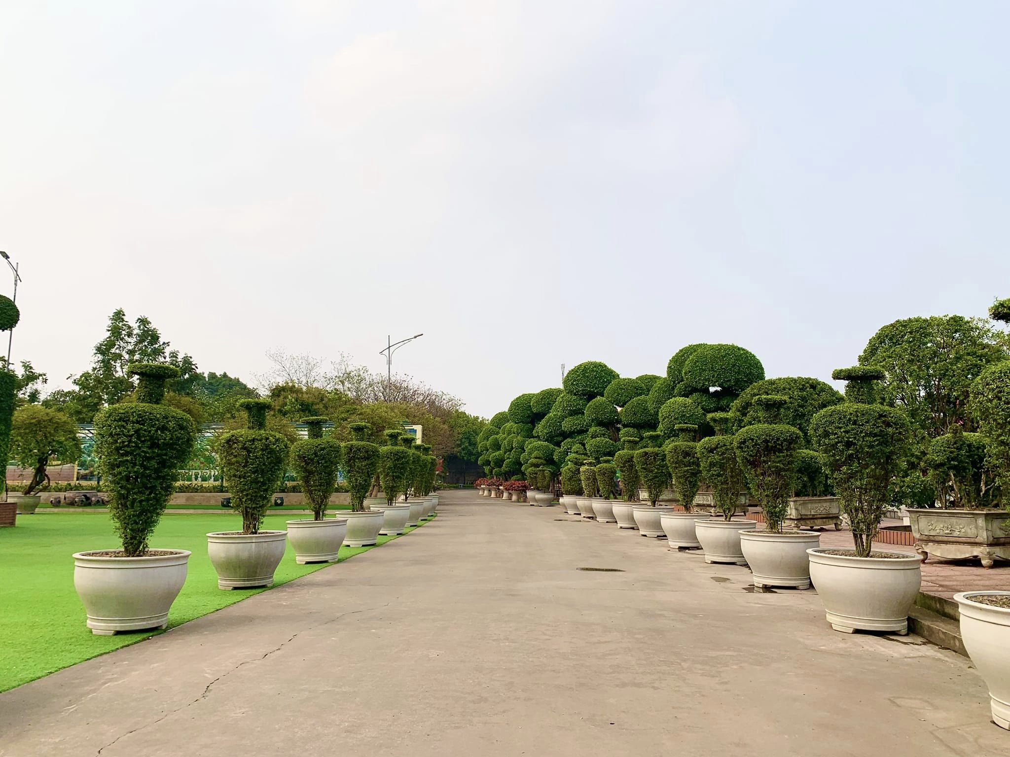 Đại gia ở Thái Nguyên “bê” toàn bộ dàn cây cảnh độc lạ về vườn nhà, thấy cây đẹp là “chốt đơn”
