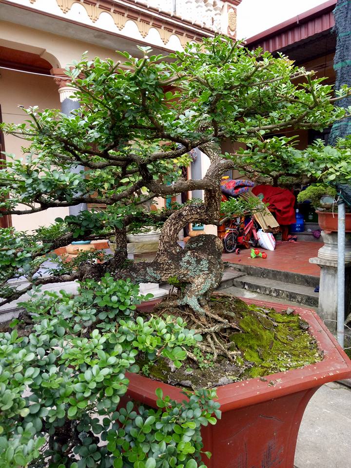 View - 	Loại cây lạ tỏa mùi thơm lên chậu thành bonsai, tượng trưng cho sự thăng tiến và may mắn, có cây giá hàng trăm triệu | Đời sống - Giải trí | 