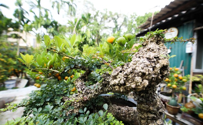 View - 	Loại cây lạ tỏa mùi thơm lên chậu thành bonsai, tượng trưng cho sự thăng tiến và may mắn, có cây giá hàng trăm triệu | Đời sống - Giải trí | 